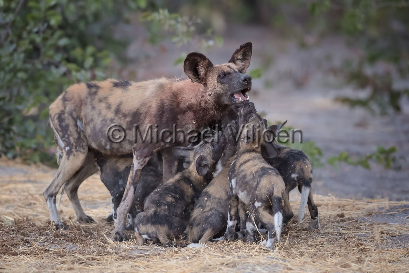 Mammals Photography